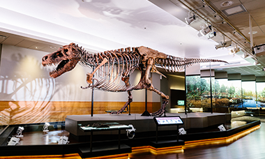 FIELD MUSEUM Website